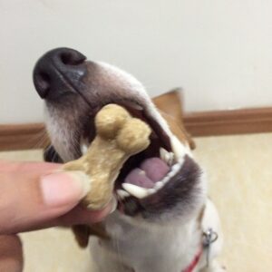 Doggy Treats